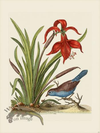 Edwards 131 Narcissus Jacobea 